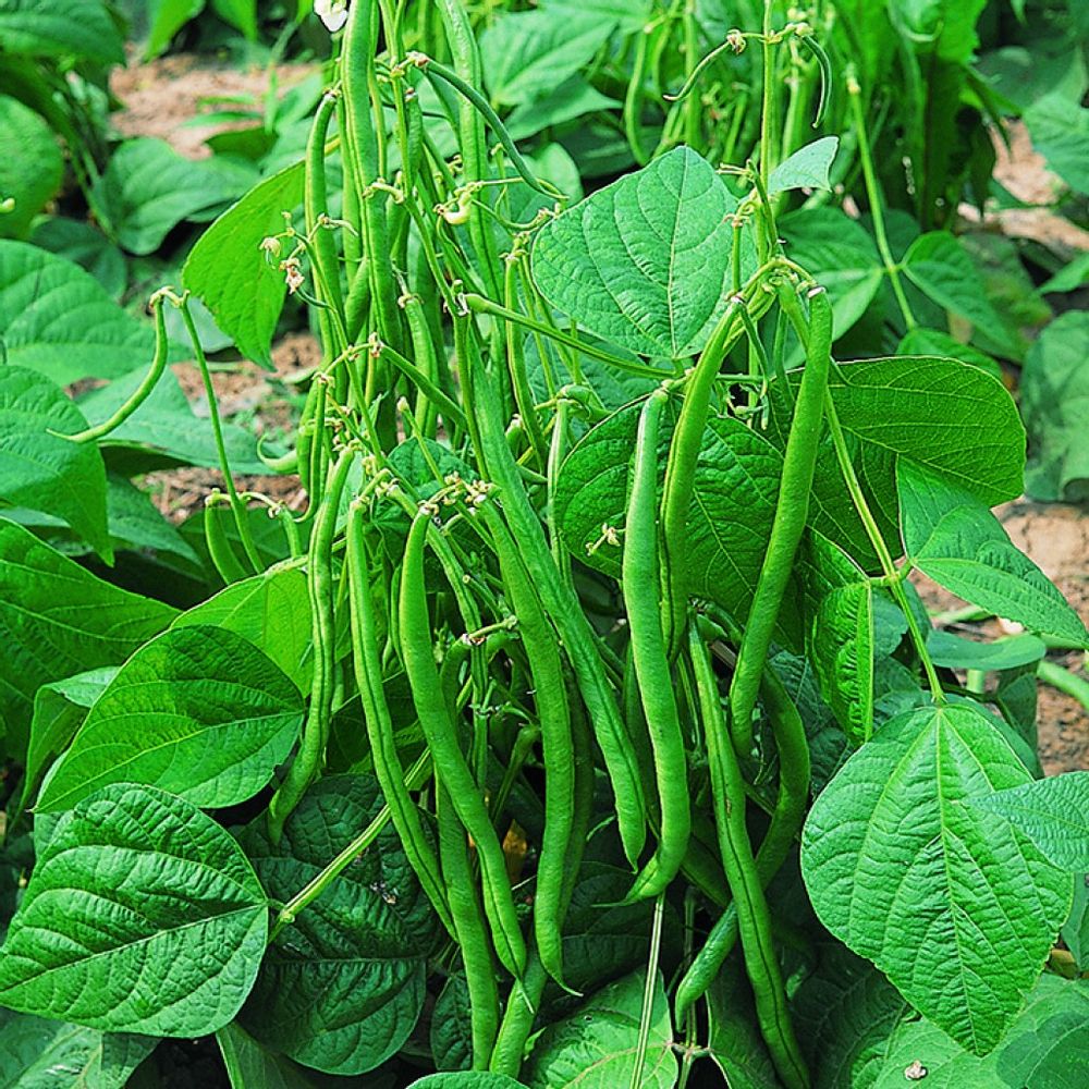 Beans 250 gms