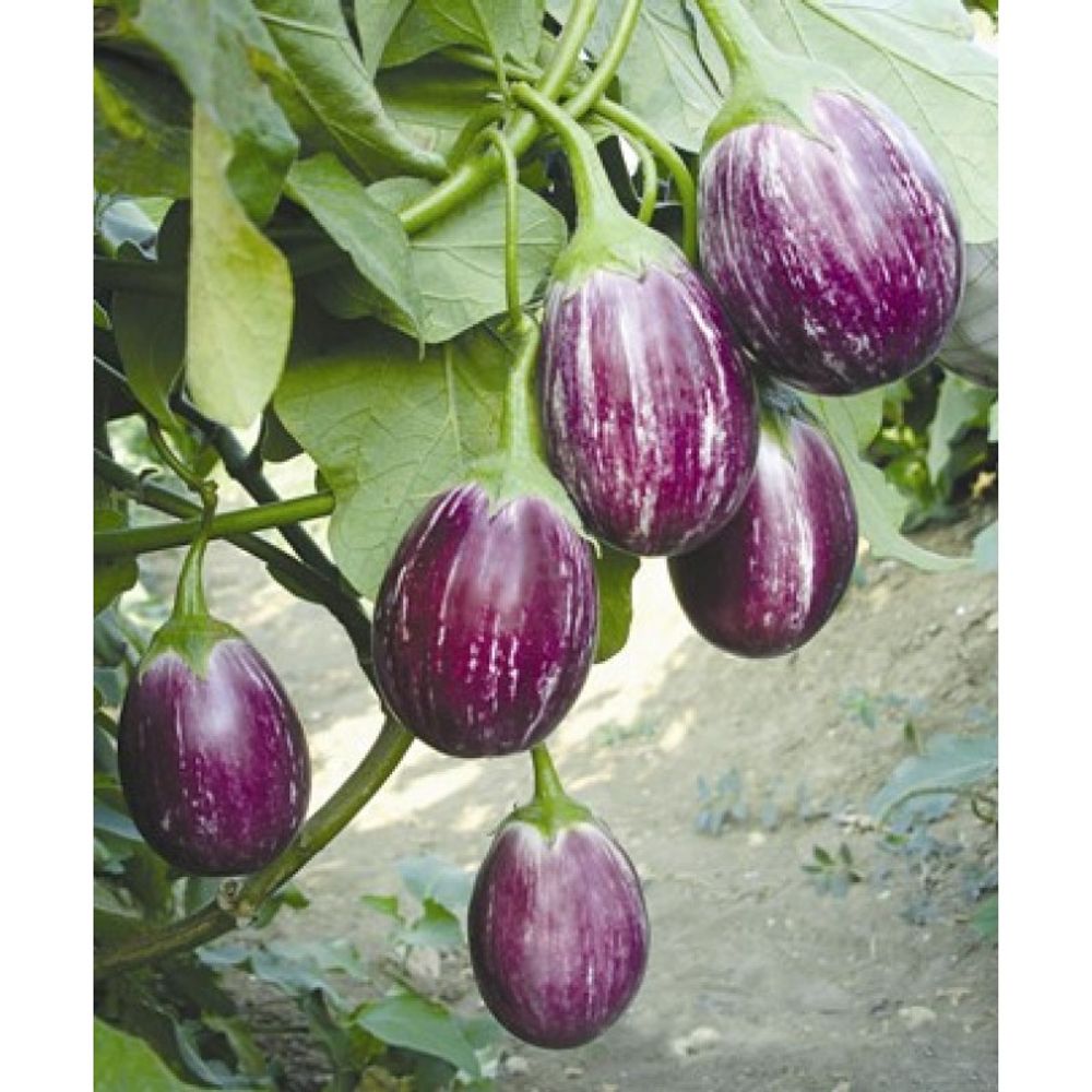 Brinjal 250 gm