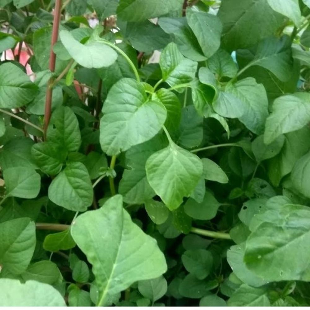 Greens-Aari Keerai