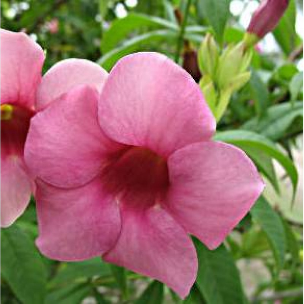 Allamanda Cherry Ripe - Allamanda Cathartica, Trumpet Vine, Golden Trumpet
