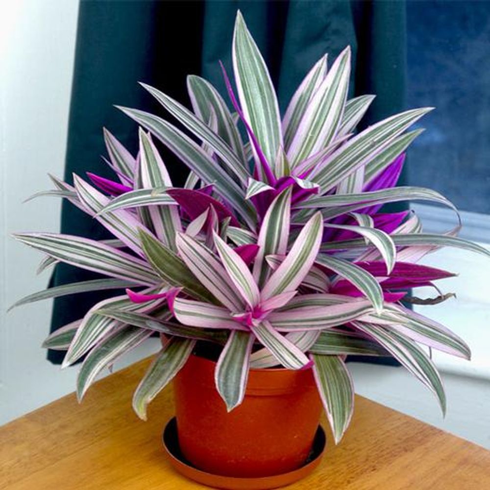Rhoeo Plant, Rhoeo discolor (Tricolor, Variegated) - Plant
