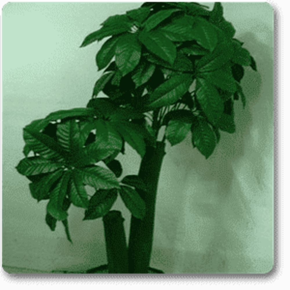 Pachira Double Buds - Plant