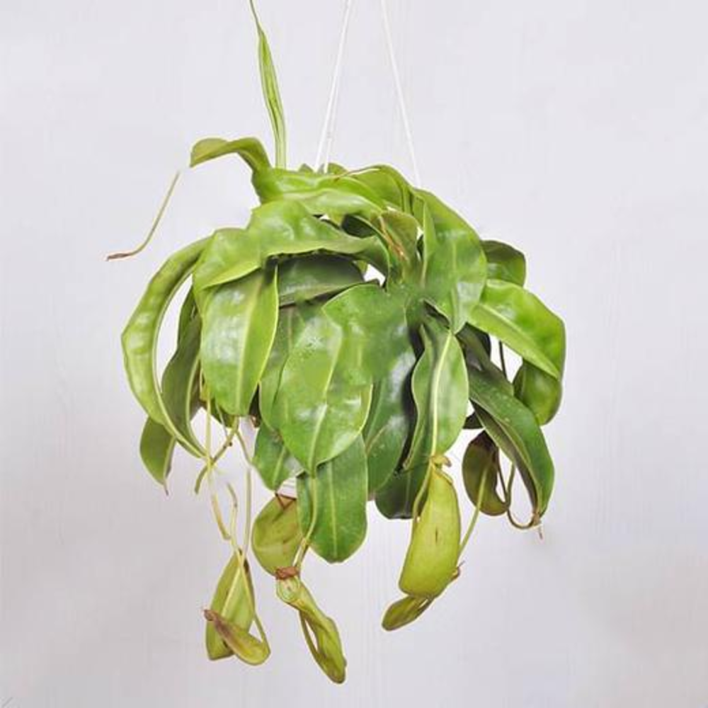 Pitcher plant, Nepenthes alata (hanging basket)- Plant