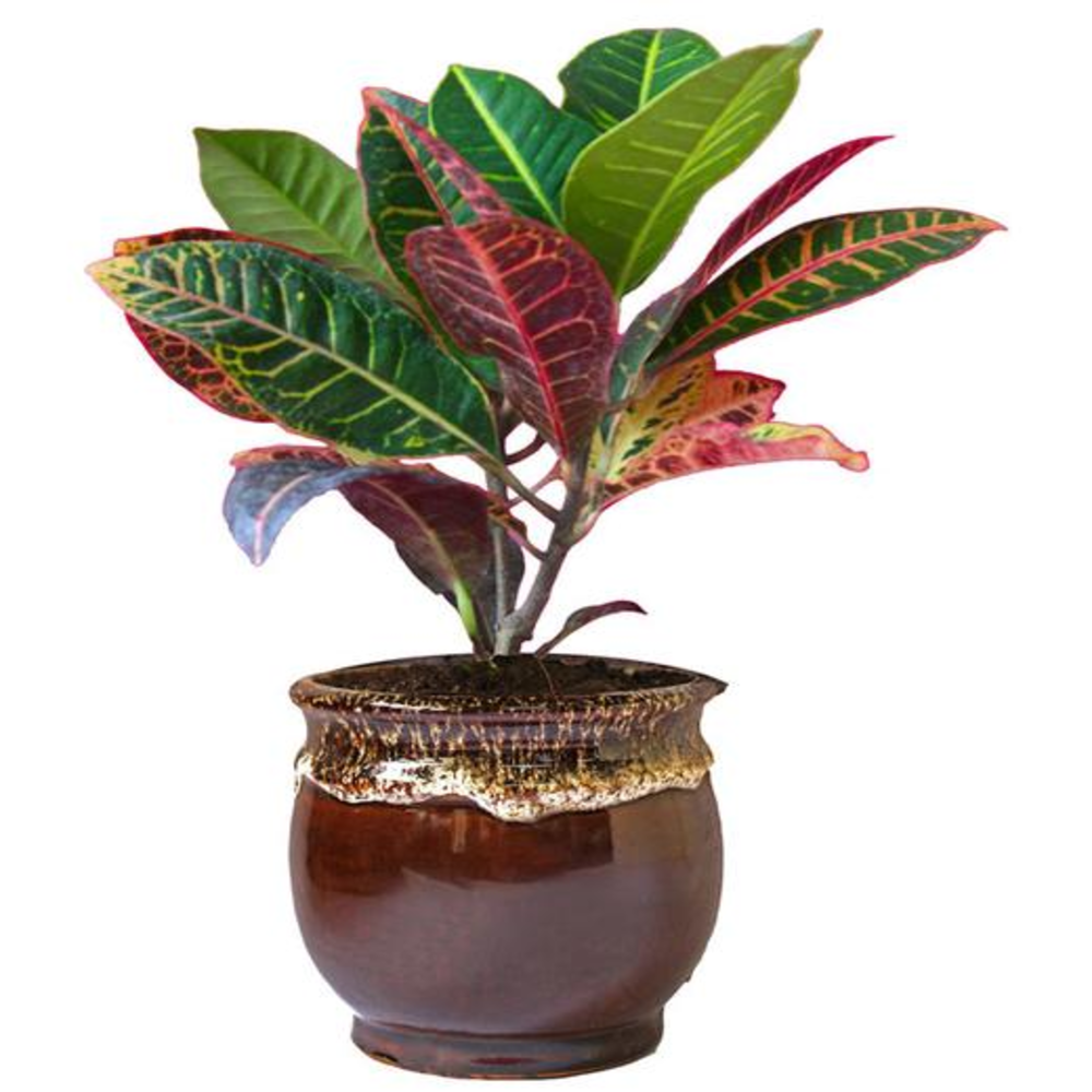Croton Plant, Codiaeum variegatum (Maroon) - Plant
