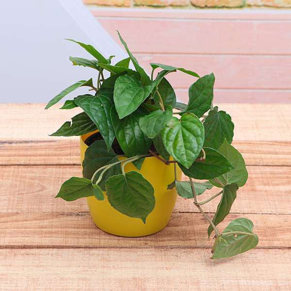 Piper Betel, Maghai Paan - Plant
