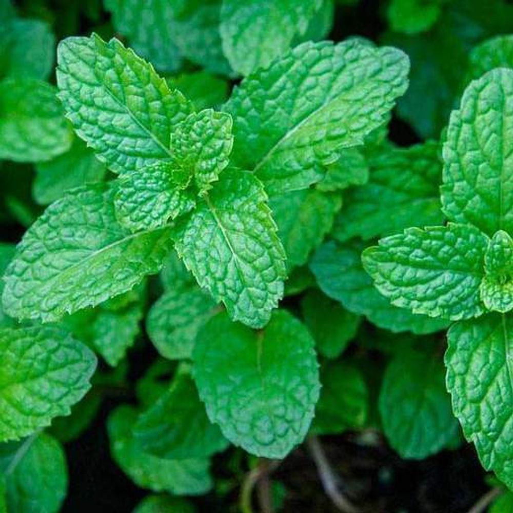 Peppermint - Herb Seeds