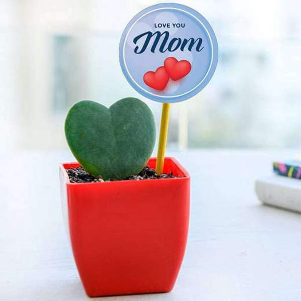 Lovely Heart Plant in Plastic Pot for Lovely Mother