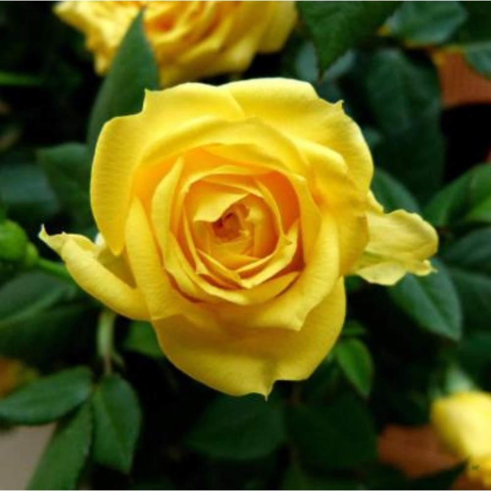 Rose Yellow Plant