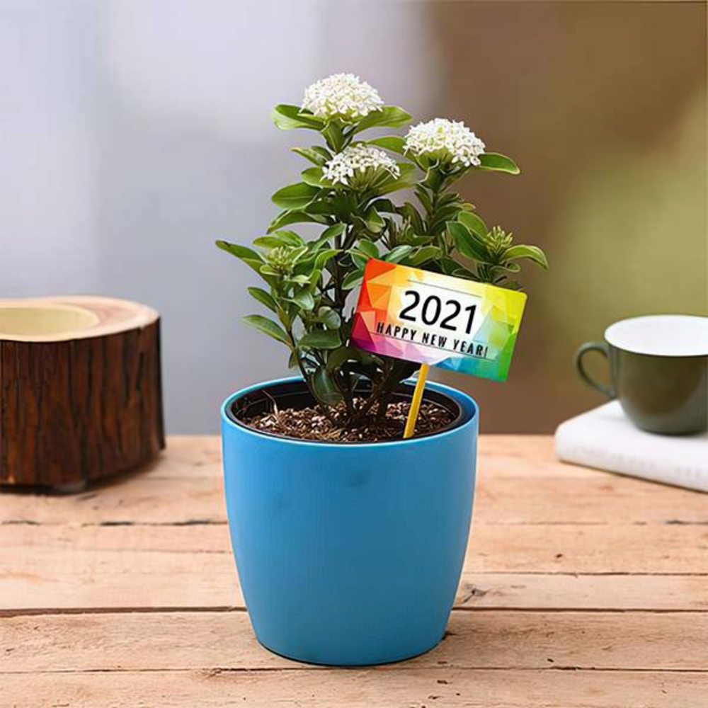 Ixora White for Happy New Year