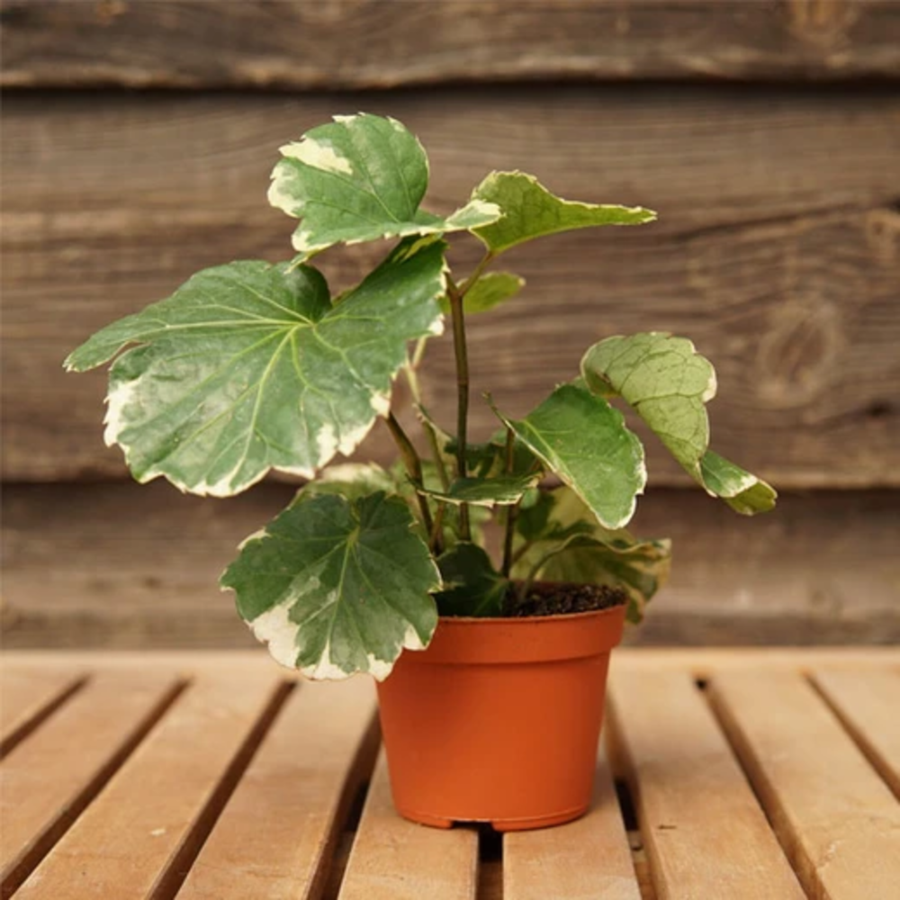 Dinner Plate Aralia - Plant