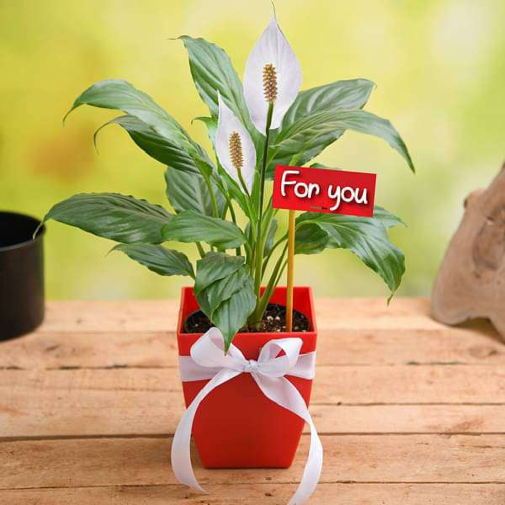 Admire True Love with Miniature Pink Rose - Gift Plant