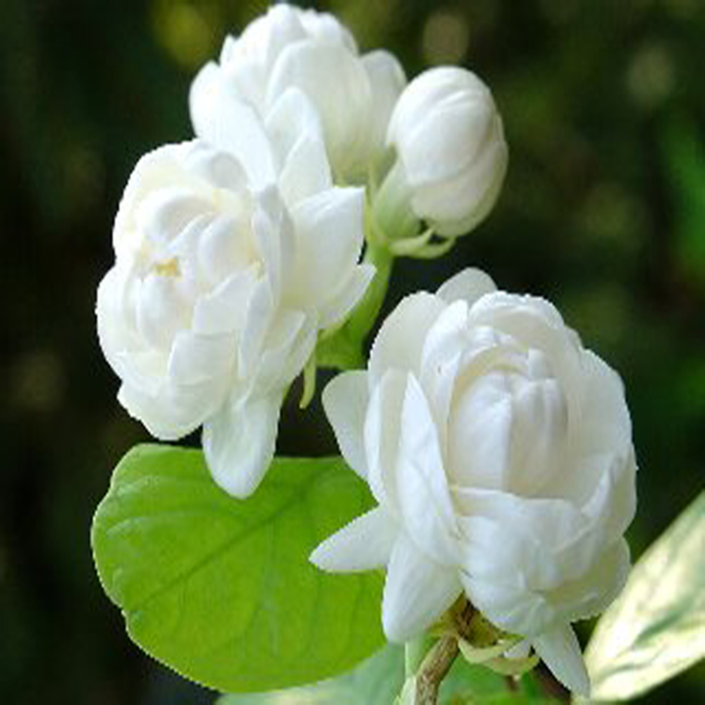 Mogra Star - Jasminum Sambac, Madan Mogra, Jasmine