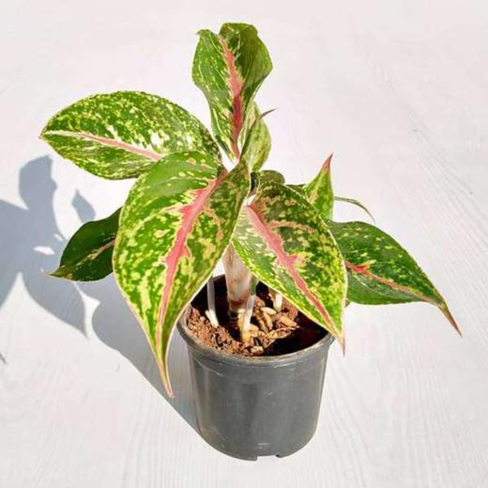 Aglaonema Butterfly Manis - Plant 