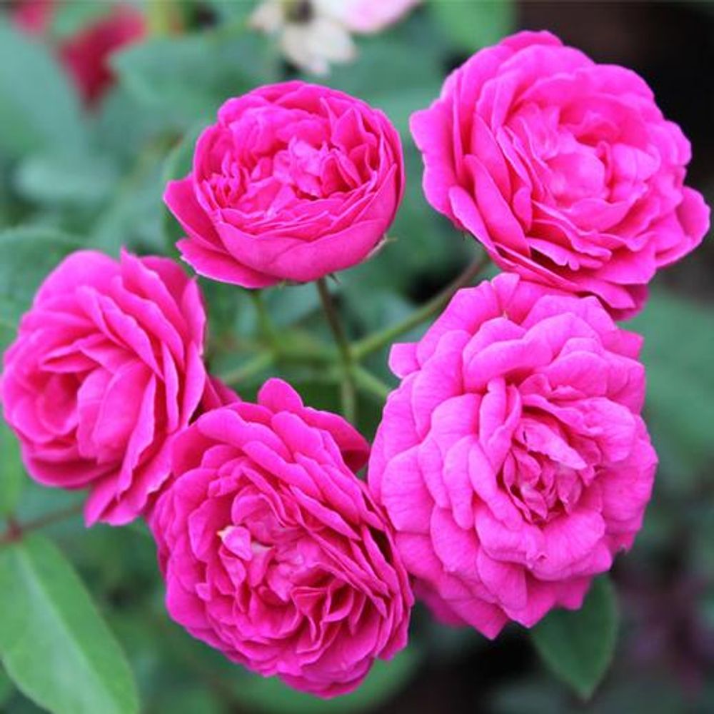 Miniature Rose, Button Rose (Any Color) - Plant