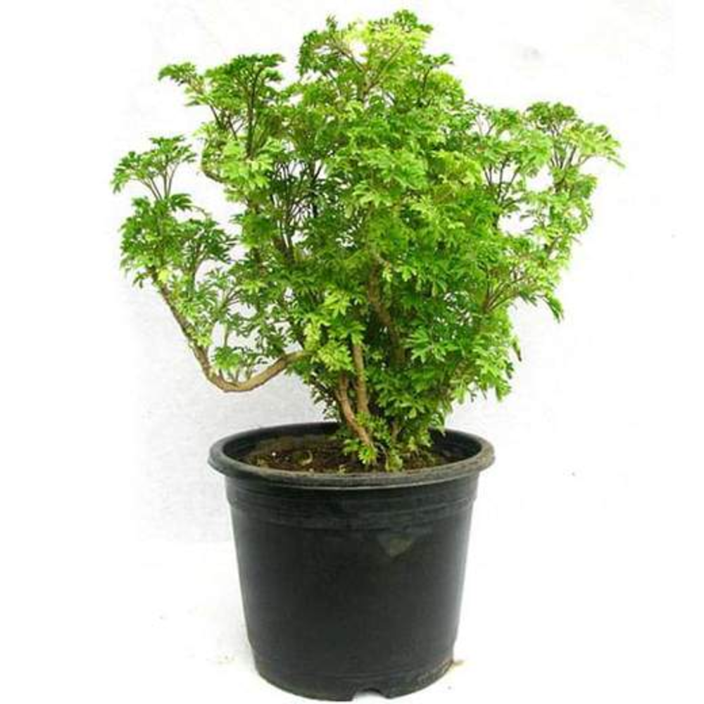 Aralia Green - Plant