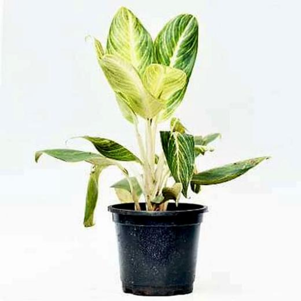Aglaonema Brilliant - Plant