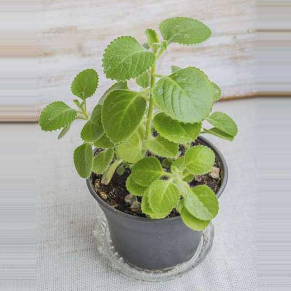 Mexican mint, Patharchur, Ajwain Leaves - Plant