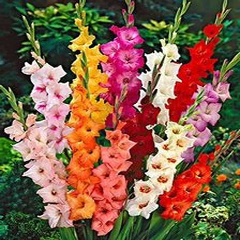 Glorious Gladiolus - 40 Bulbs Pack
