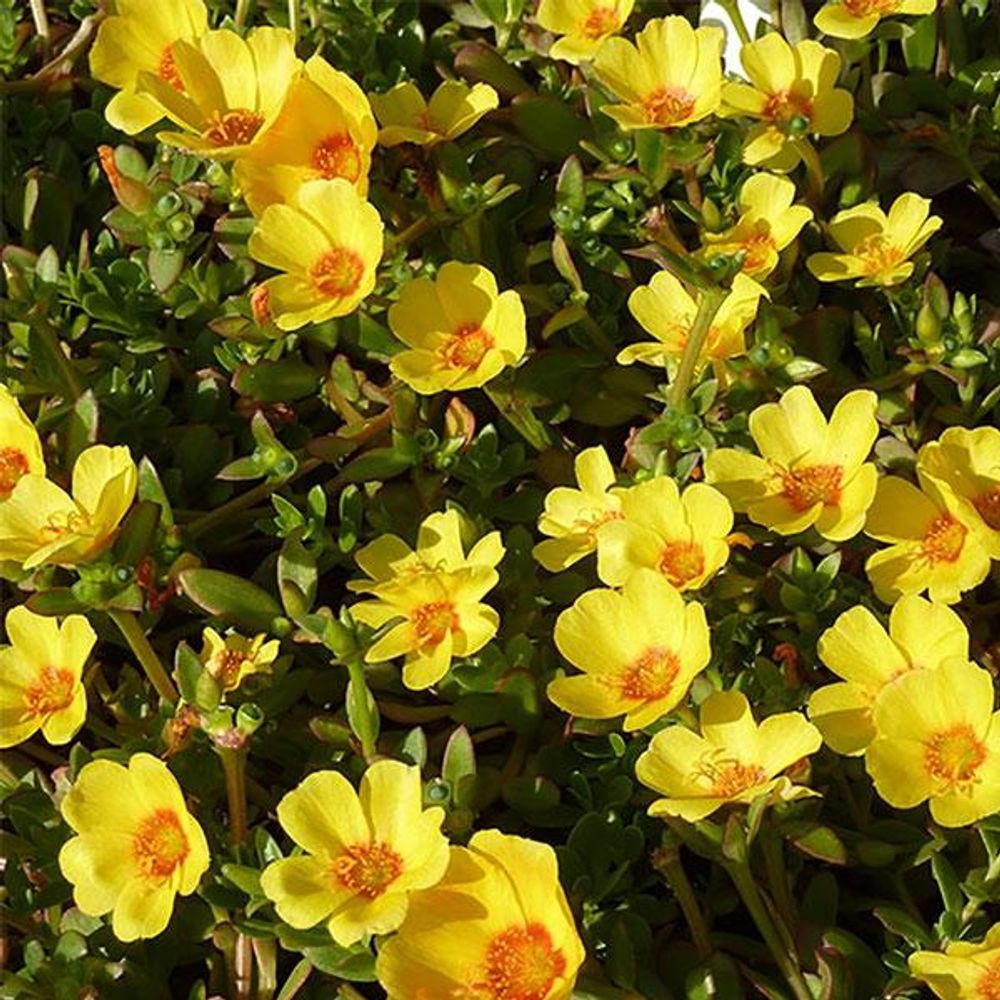 Portulaca Oleracea, 10 O Clock (Yellow) - Plant