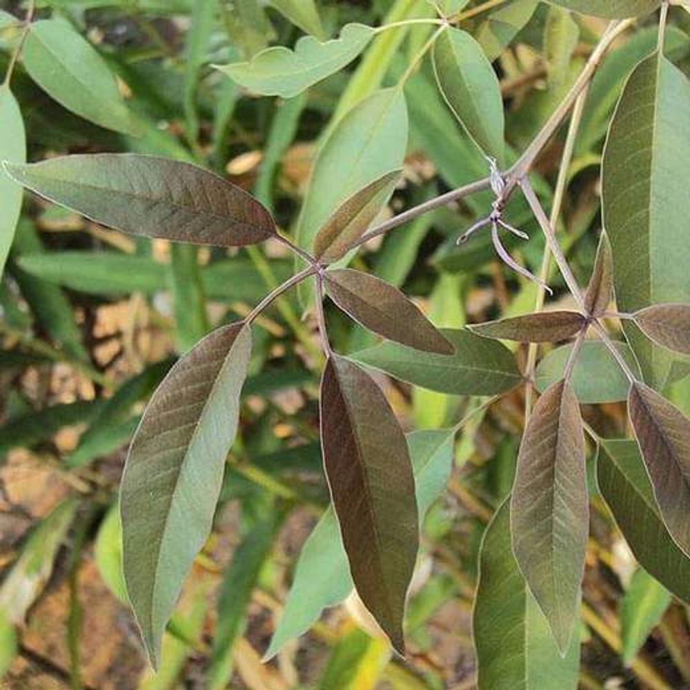 Vitex Negundo, Nirgundi Seeds - 0.5 kg Seeds