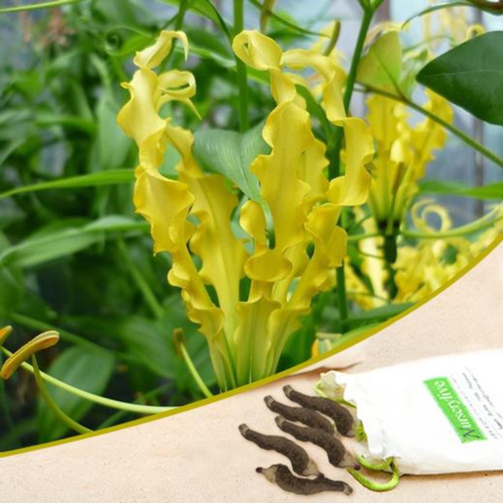 Flame Lily, Gloriosa Lily Lutea (Yellow) - Bulbs (set of 5)