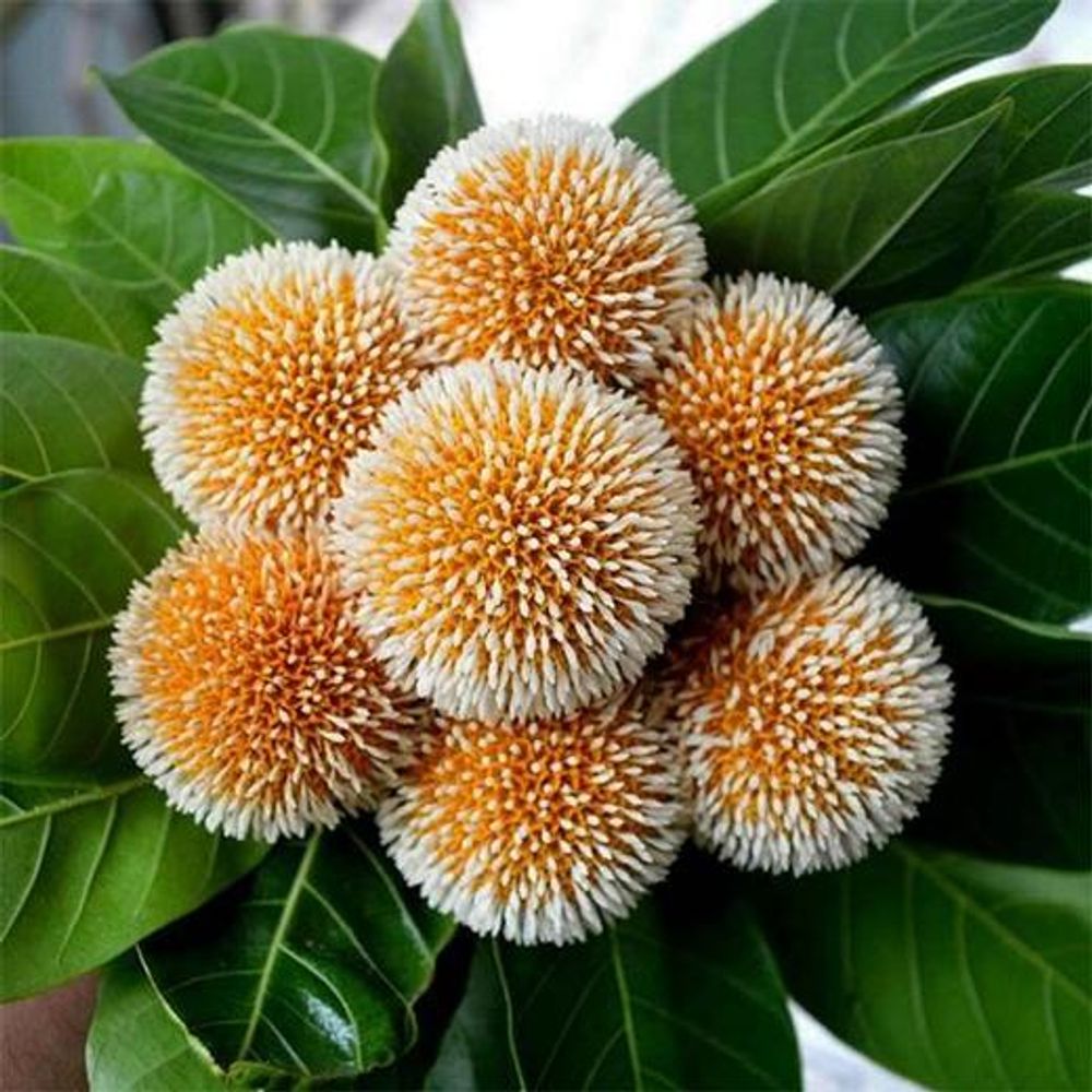 Kadamba, Anthocephalus cadamba - 0.5 kg Seeds