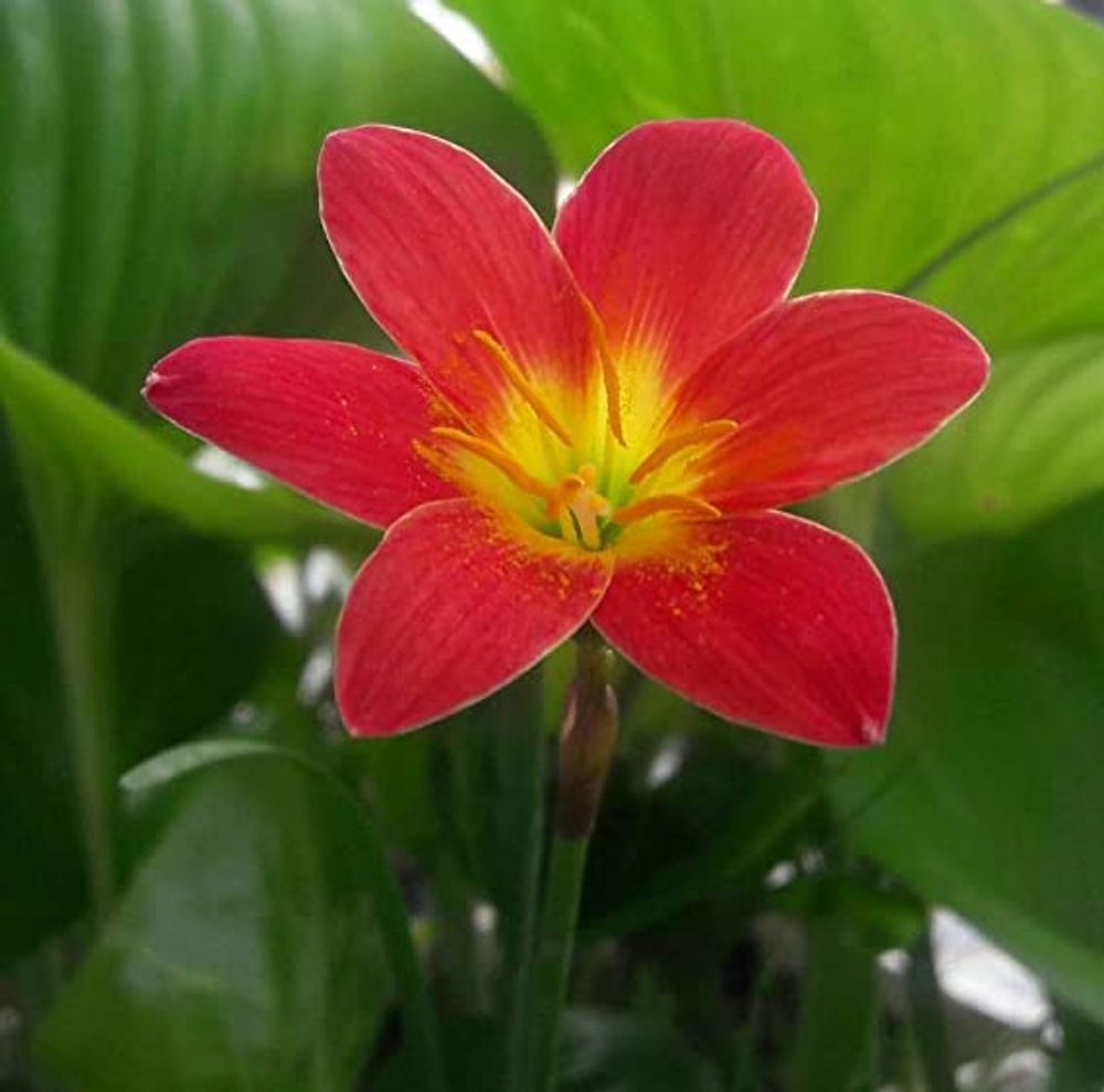  Zingy Zephyranthes Lily - 30 Bulbs Pack