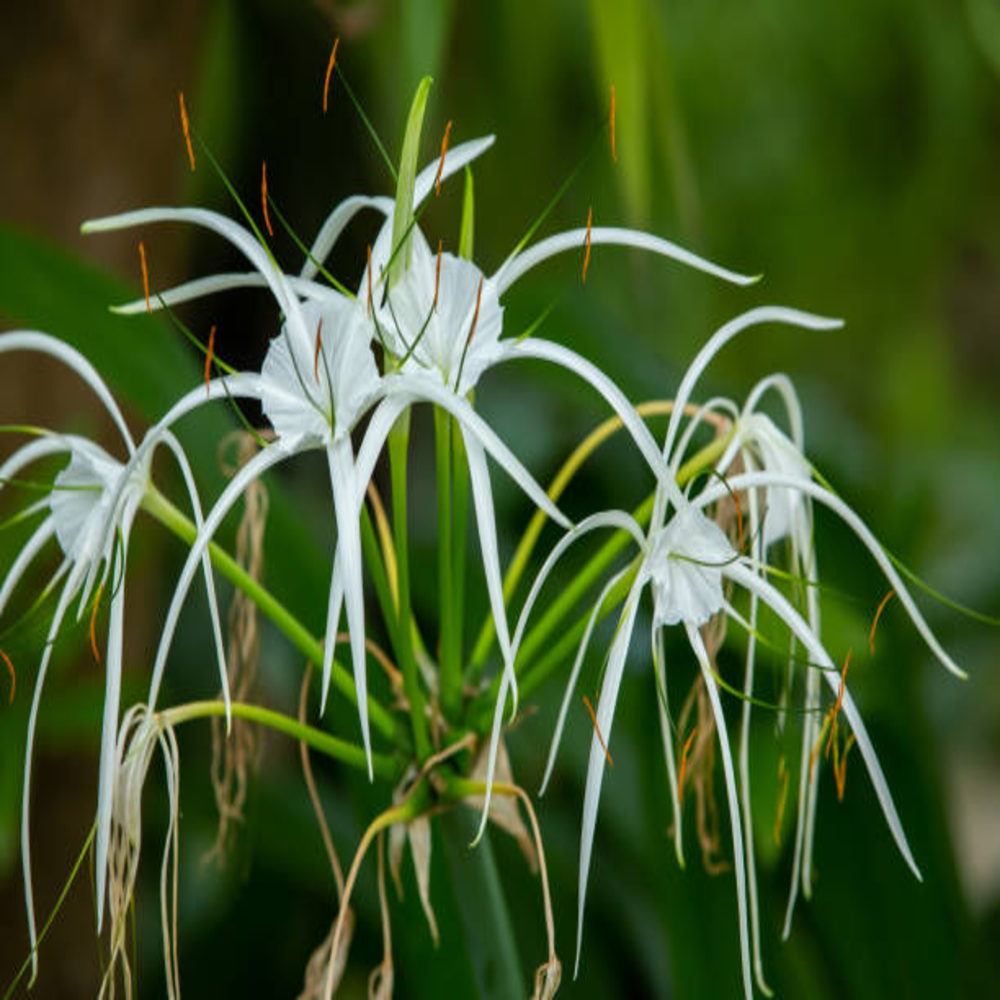 Pleasant Spider Lily - 20 Bulbs Pack