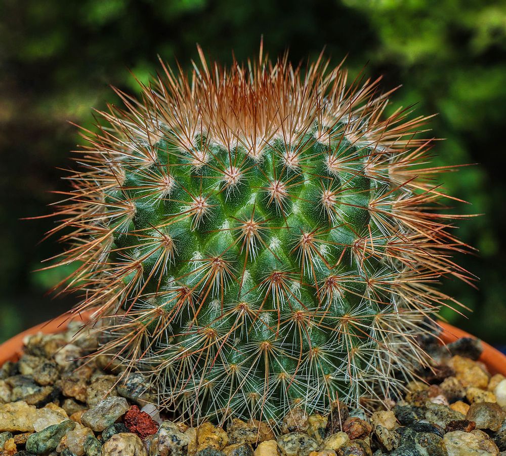 Pincushion Cactus - Cactus Plant