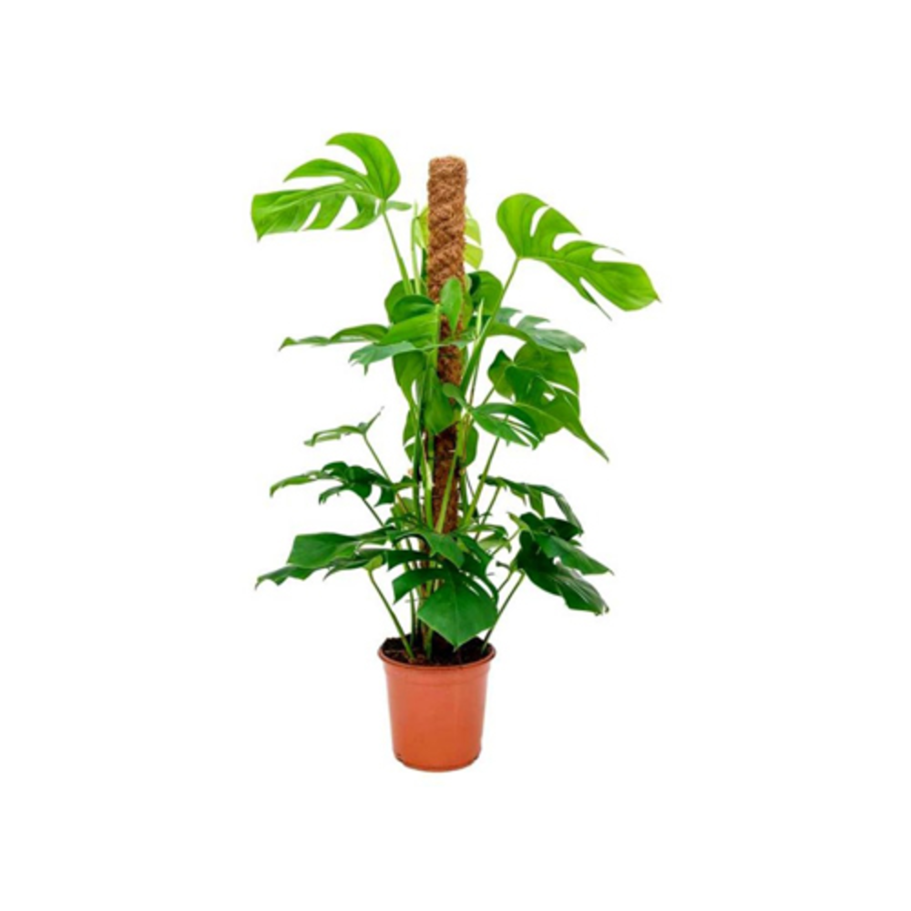 Moss Stick ( 2 Feet )