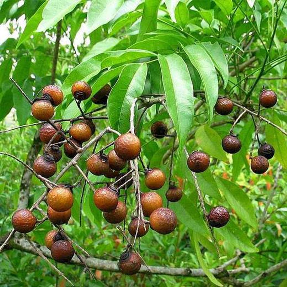 Sapindus Marginatus, Soap Nut - 1 kg Seeds