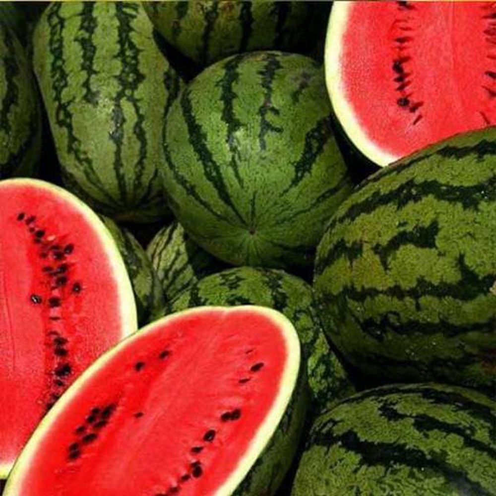 Water Melon F1 Aalam Daksh 55