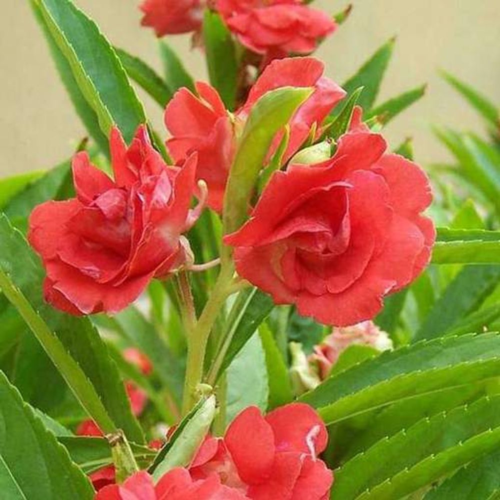 Balsam Rose, Balsam Gulab