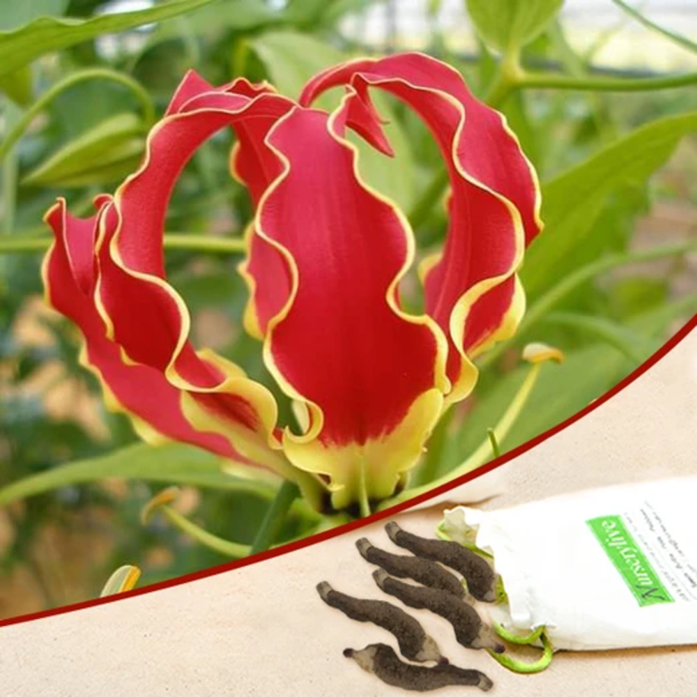  Flame Lily, Gloriosa superba (Red, Yellow) - Bulbs (set of 10)