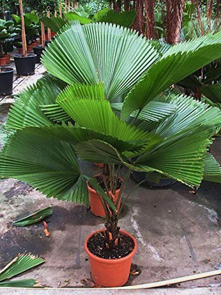 Pritchardia Grandis - 0.5 kg Seeds