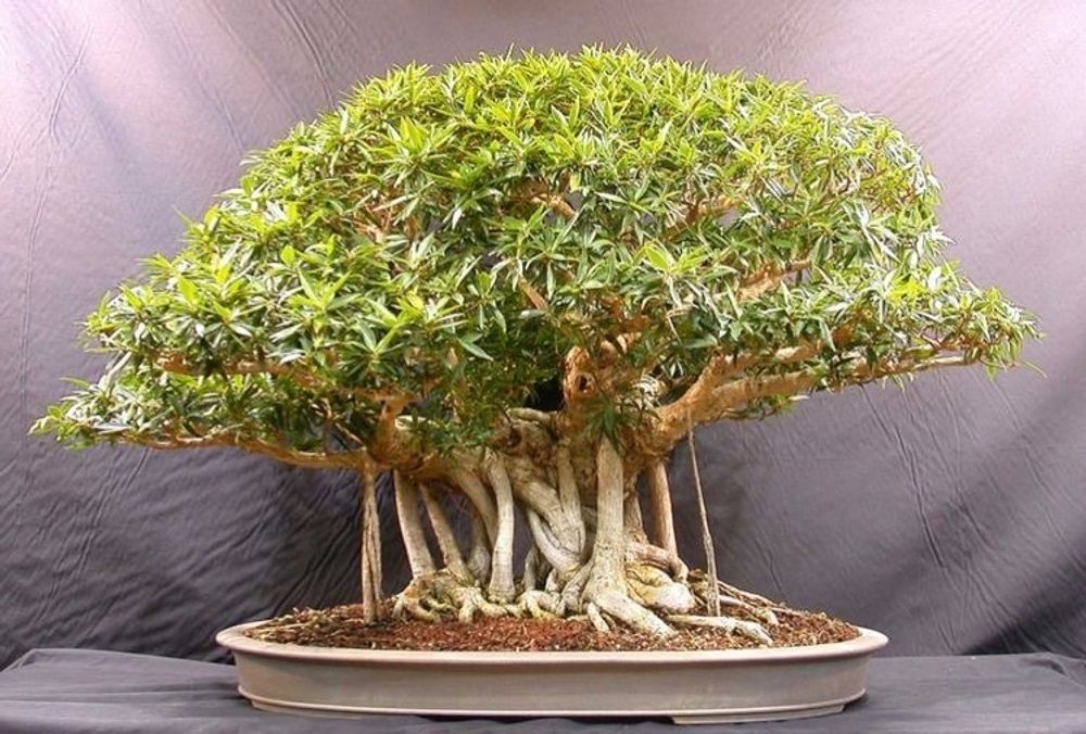 Banyan tree Bonsai - Plant