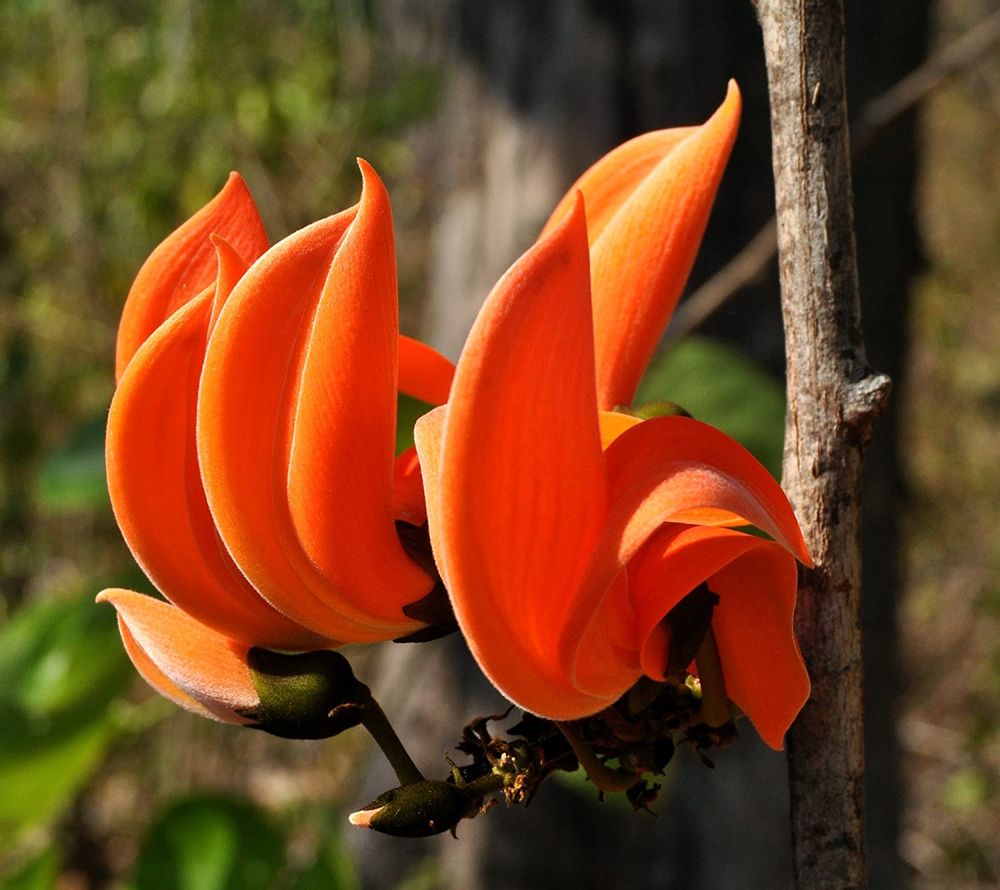 Butea Monosperma, Palash - 0.5 kg Seeds