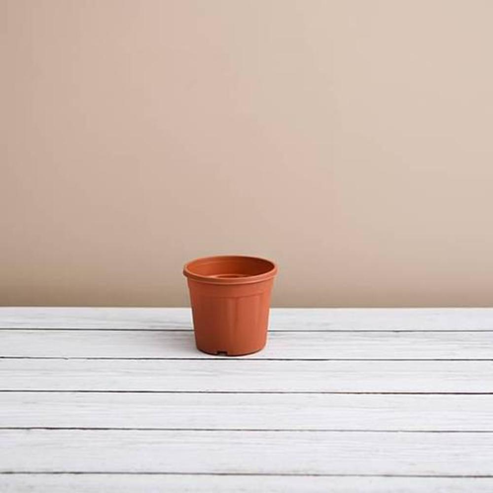 3 inch (8 cm) Grower Round Plastic Pot (Terracotta Color) (set of 6)