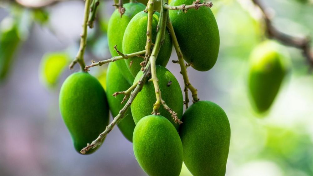 Vadu Mangai 250gms Vadu Mangai 250gms