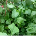 Greens-Aari Keerai