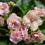 African Violet Pink Plant - Saintpaulia Ionantha