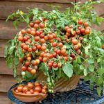 Cherry Tomato, Cherry Tomato Honey - Vegetable Seeds