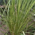 Khus, Vetiver - Plant