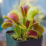 Venus Flytrap, Dionaea muscipula - Plant