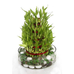 5 Layer Lucky Bamboo