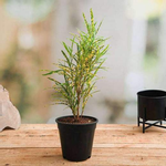 Croton Plant, Codiaeum variegatum (Gold Dust, Thin Leaves) - Plant