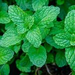 Peppermint - Herb Seeds