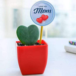 Lovely Heart Plant in Plastic Pot for Lovely Mother