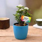 Ixora White for Happy New Year