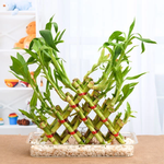 5 Layer Braided Lucky Bamboo